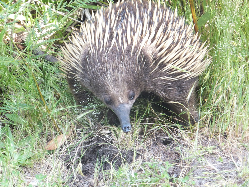 Echidna