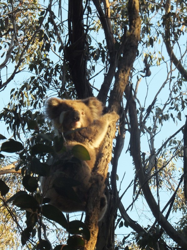 Koala